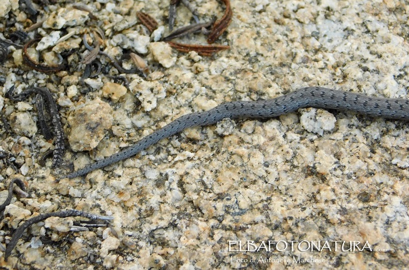 Colubro liscio / Coronella austriaca